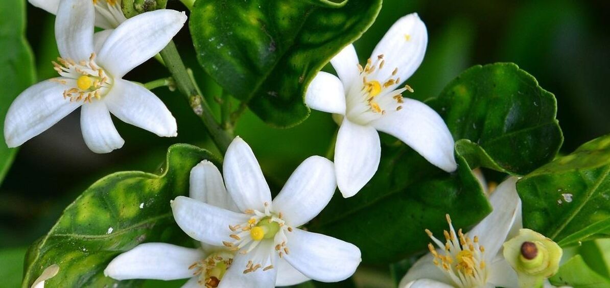 Neroli hëlleft Spannend Venen ze entfernen